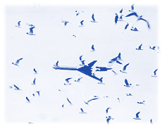 aircraft-birds