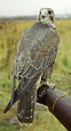 Сокол балобан (Falco cherrug)