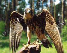 Сокол сапсан (Falco peregrinus)
